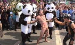 Panda Rapists