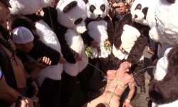 Panda Rapists
